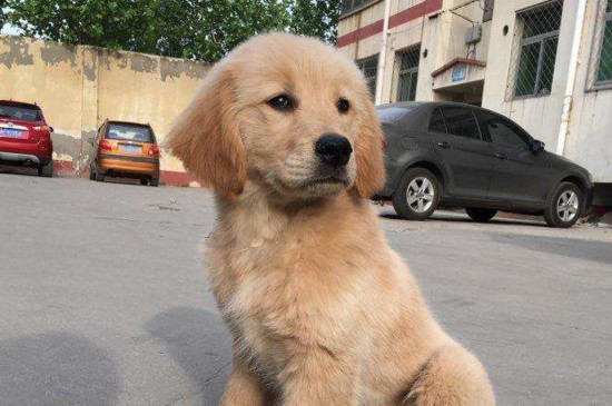 养金毛的好处和坏处