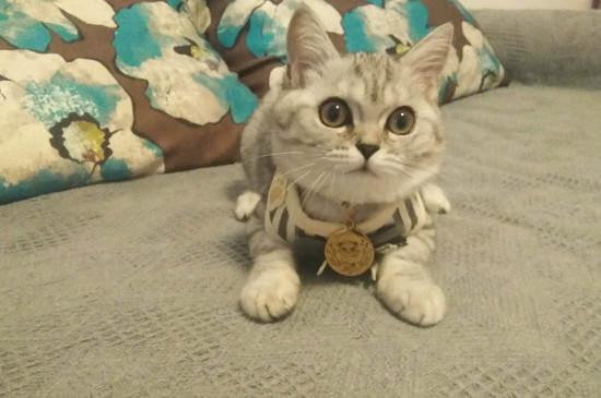 猫白血病会传染人吗