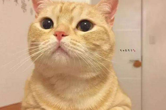猫咪多久能熟悉新主人