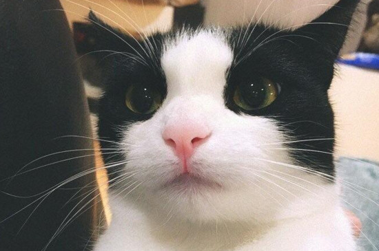 猫打针的疫苗顺序