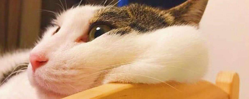 猫为什么想杀死主人