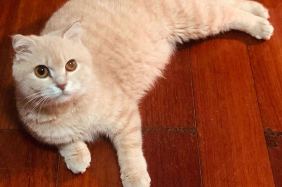 猫咪靠什么分辨主人