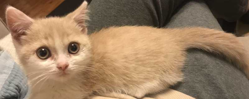猫坐车一直张嘴喘气