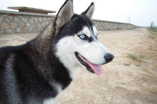 适合城市养的中型犬