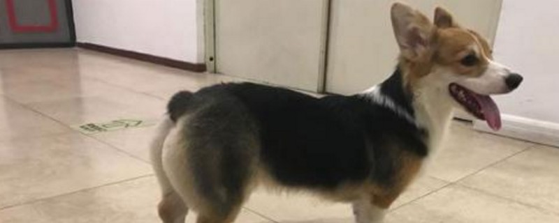 柯基绕屋疯跑怎么回事