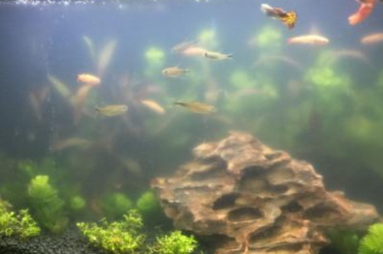鱼缸水发黄但是很清澈