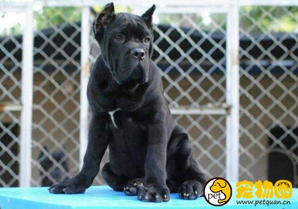 卡斯罗犬怎么训练，烈性猛犬一定要进行社会化