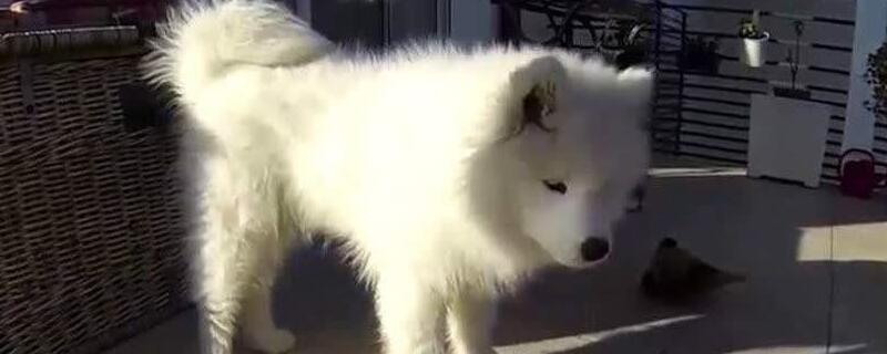 萨摩耶犬吃什么好