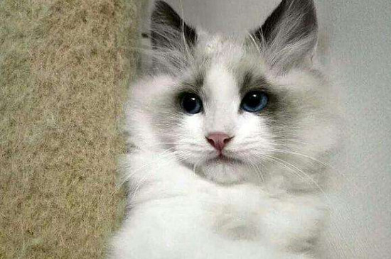 猫是怎么认错的