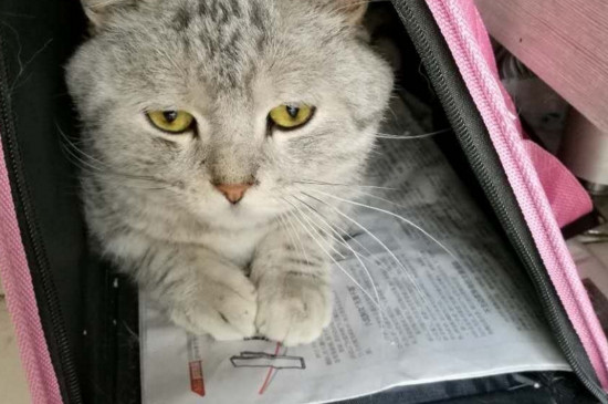 猫的应急反应