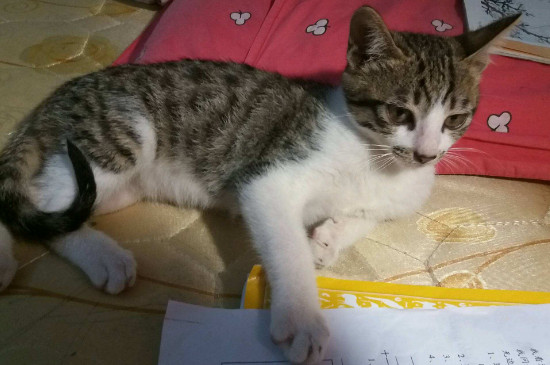 84消毒液能杀死猫瘟病毒么