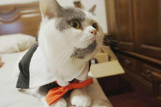 猫总尿床上怎么办