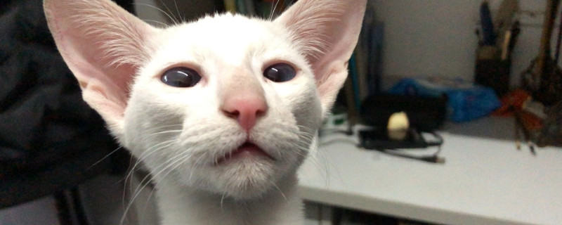 东方猫是田园猫吗