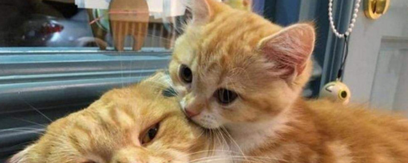 猫为什么喜欢摸主人脸