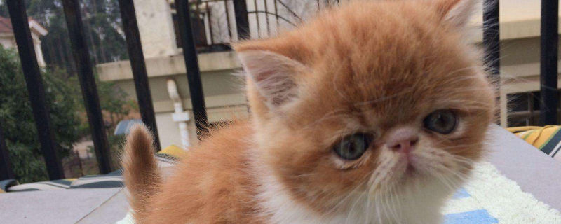 加菲猫只认一个主人吗