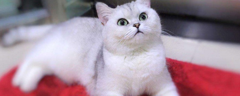 两只小猫打架怎么办
