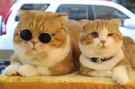 母橘猫为什么那么瘦