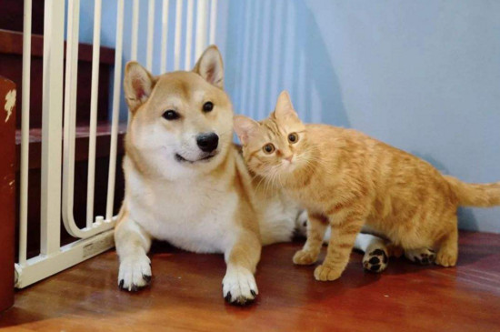 养猫贵还是养狗贵