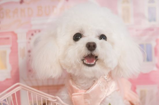 泰迪怀孕一个月的症状