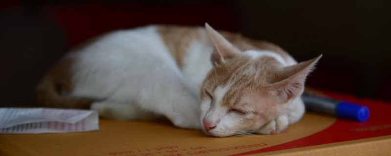 10度猫会觉得冷吗