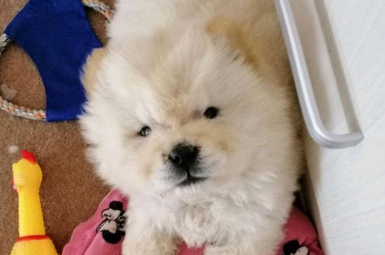 松狮打架厉害吗