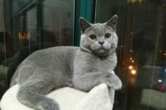 猫便秘怎么按摩