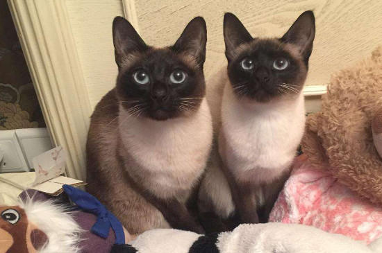 新猫到家该注意什么
