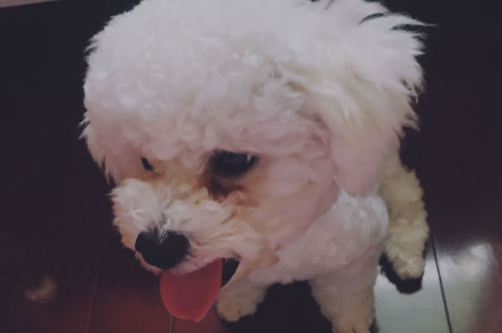 养比熊的人为什么不多