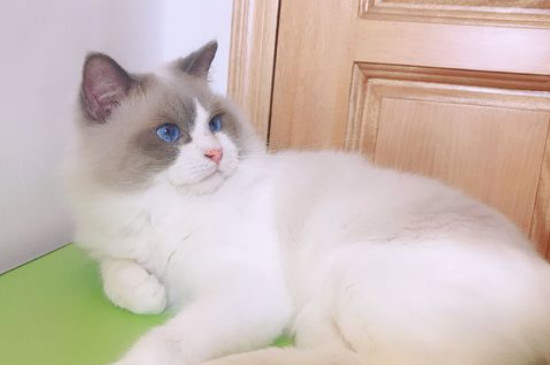 猫咪总是噗噗的呼吸声