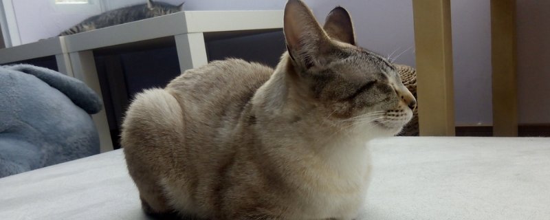 猫缺钙会出现什么症状
