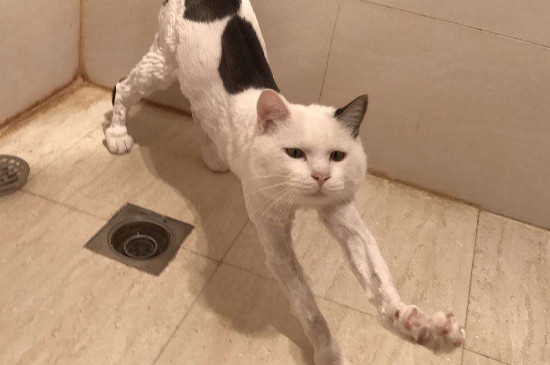 小猫肛门处沾屎怎么清理，猫屁股沾屎怎么弄干净