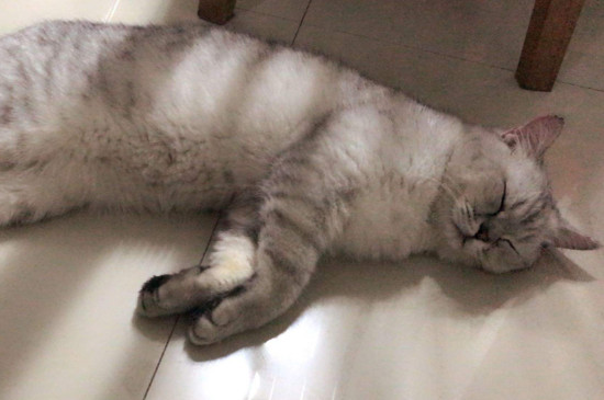 猫薄荷多久喂一次，猫薄荷多久会失效