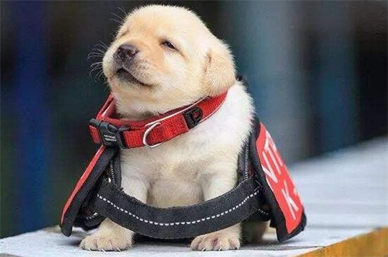 如何照顾生病的幼犬，加强营养适当运动还要注意卫生