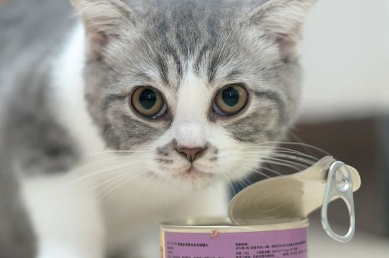 猫能上动车吗