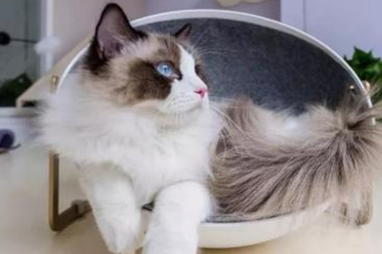 猫咪吐血但是精神很好