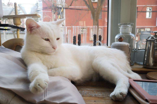 猫打什么疫苗