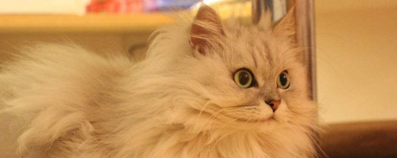 猫吃蝙蝠吗