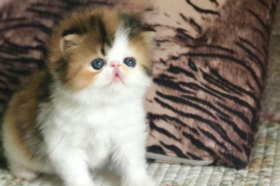 三花加菲猫怎么看品相