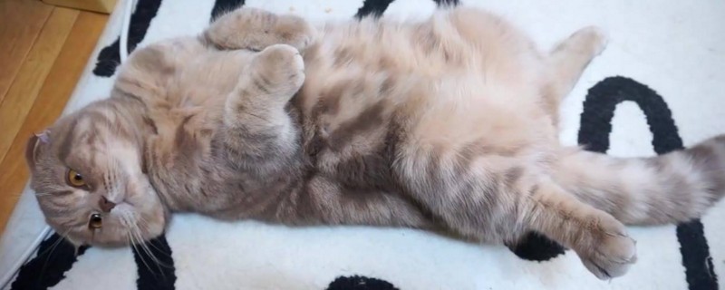 猫肚子一侧有硬块