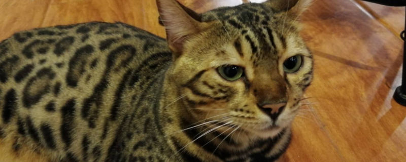 猫肚子上有小肉粒