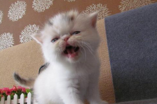 猫猫多少个月可以吃肉