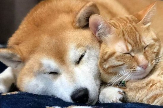 适合家养的中型犬