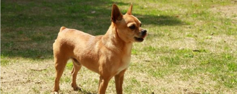 迷你杜宾和小鹿犬的区别