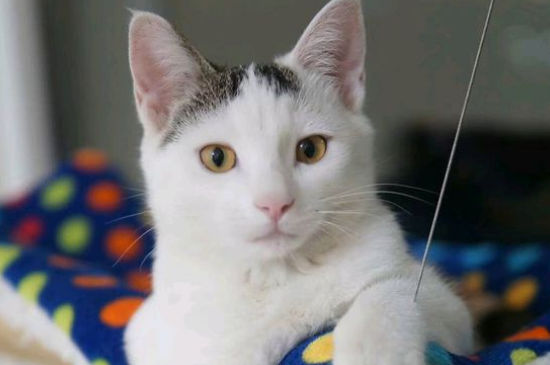 母猫怀孕公猫会怎么样