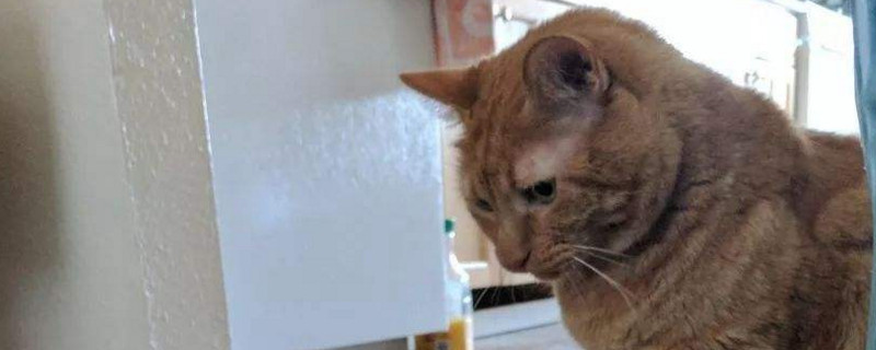 猫的心理阴影怎么消除