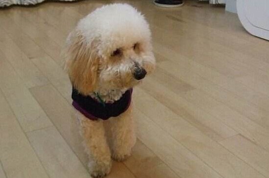 贵宾犬的价格，一般价格在800～4000元不等