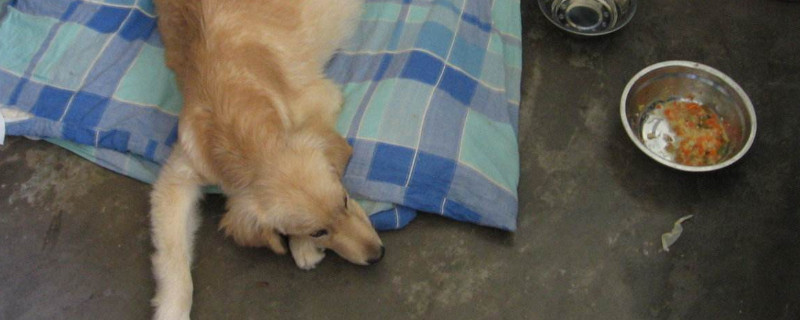 狗狗肝腹水怎么治疗