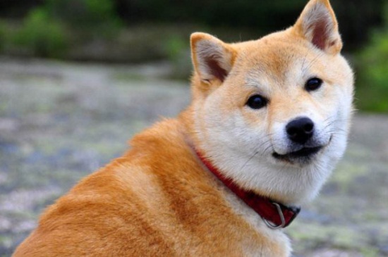 柴犬认主人的表现