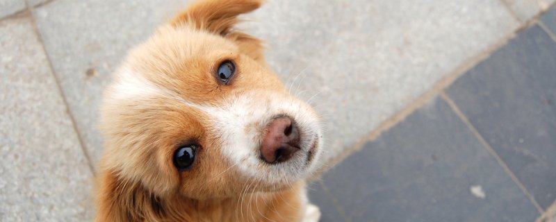 狗狗脸部肿胀