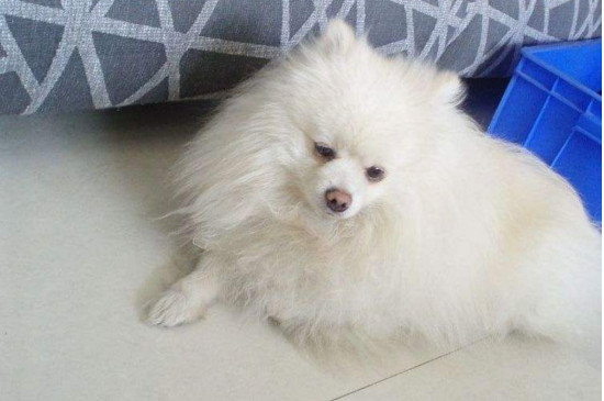 为什么养博美的人少